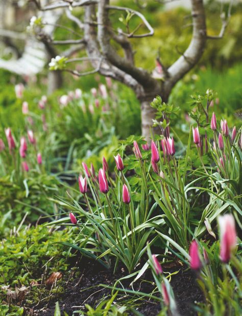 Species Tulips, How To Grow Tulips, Grow Tulips, Edible Grass, Growing Tulips, Small Pots, Tulip Garden, Gardening Trends, Tulips Garden