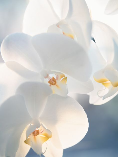 Orchid Photography, Flower Png Images, Cute Blue Wallpaper, Background Flower, Plant Aesthetic, Beautiful Orchids, White Orchids, Beautiful Rose Flowers, Orchid Flower