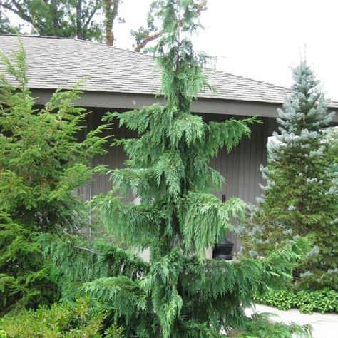 Weeping Evergreen Trees, Weeping Alaskan Cedar, Weeping Trees, Evergreen Landscape, Conifers Garden, Evergreen Garden, Conifer Trees, Meteor Garden 2018, Front Landscaping