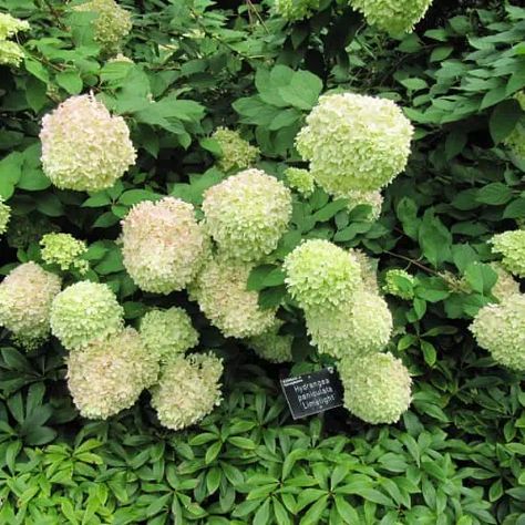 When to Prune Limelight Hydrangeas (Optimal Times) - Pond Informer When To Prune Limelight Hydrangeas, How To Prune Limelight Hydrangea, Limelight Hydrangeas, Hydrangea Tree, Hydrangea Shrub, Pond Aerator, Panicle Hydrangea, Limelight Hydrangea, Diy Fountain