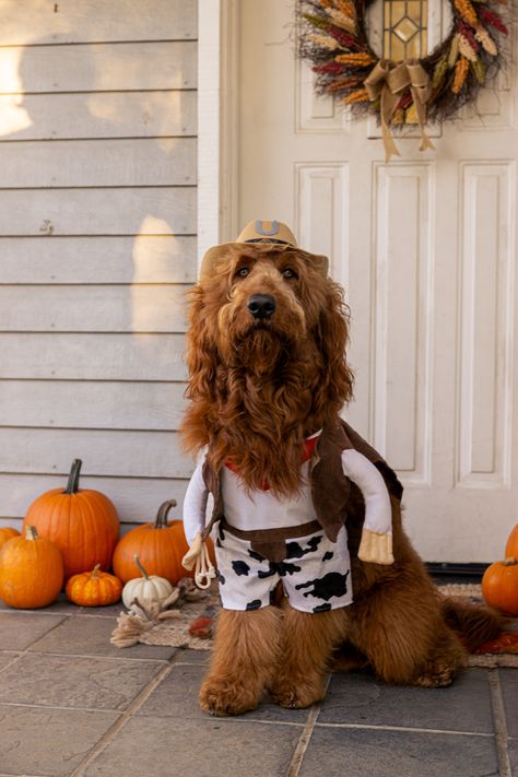 Large dog costume ideas. Cowboy dog costume. Cowboy Dog Costume, Dog Costume Ideas, Large Dog Costumes, Cowboy Dog, Mom Inspo, Costume For Dogs, Dogs Halloween, Cowboy Costume, Super Cute Puppies