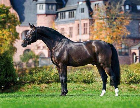 Beautiful Horse Crazy Girl, Warmblood Horses, Beautiful Horse Pictures, Big Horses, Horse Dressage, Black Horses, Most Beautiful Horses, Most Beautiful Animals, Dressage Horses