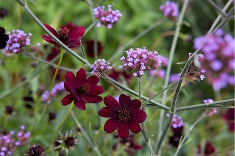 Verbena bonariensis with Cosmos atrosanguineus (Hillier) Plant Pairings, Verbena Bonariensis, New Garden Ideas, Chocolate Cosmos, Patio Plans, Planting Combinations, Perennial Border, Cosmos Flowers, Perennial Herbs