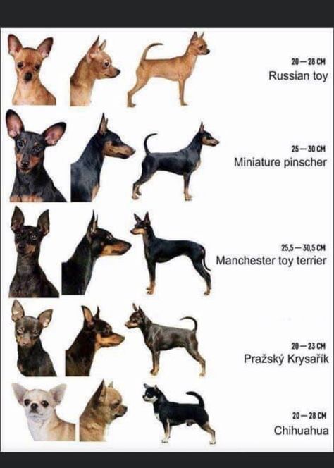 Miniature Pinscher Art, Miniature Doberman, Pincher Dog, Miniature Pinscher Puppy, Dog Bad, Dog Infographic, Miniature Pinscher Dog, Mini Pinscher, Dog Breeds List