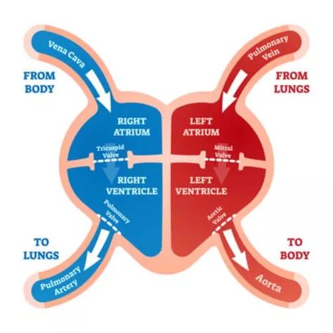 Heart Blood Flow, Basic Anatomy And Physiology, Nurse Study Notes, Arteries And Veins, Biology Facts, Medical School Motivation, Medical School Inspiration, Medical School Studying, Medical School Essentials