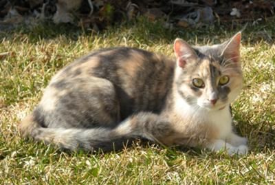 Dilute Calico Cat Aesthetic, Calico Cat Personality, Dilute Calico Cat, Calico Cat Names, Calico Cat Facts, Warrior Cats Clans, Dilute Calico, Gato Calico, Cat Personalities