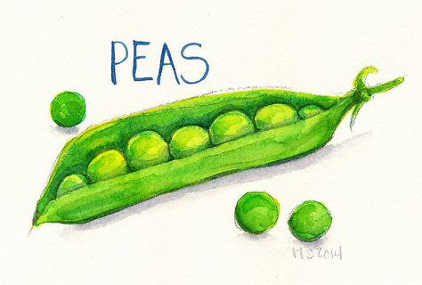 peas - Renee Leigh Stephenson Cookbook Drawings, Vegetable Images, Give Peas A Chance, Vegetable Drawing, Veggie Art, Storytime Crafts, Seed Art, Vegetables Food, Paintings Tutorials