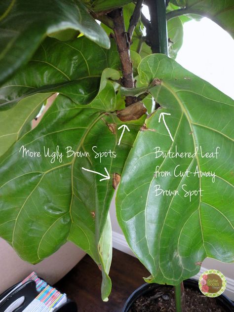 Indoor Plumeria, Lyrata Plant, Fiddle Leaf Fig Care, Gardening Inside, Fiddle Leaf Tree, Grow Herbs, Fig Plant, Plant Mama, Ficus Lyrata