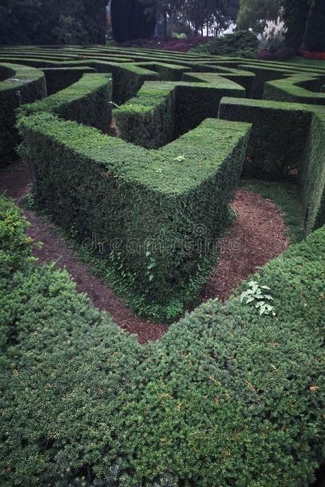 Maze Aesthetic, Cedric Diggory Aesthetic, Old English Manor, Maze Garden, Hedge Maze, Maze Labyrinth, Green Bushes, Mirror Maze, Labyrinth Maze