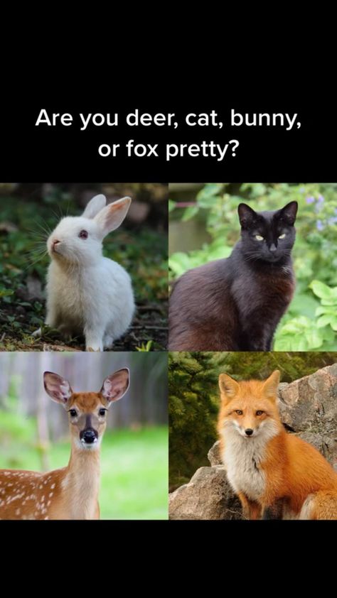 Fox Type Face, Deer Cat Fox Bunny Pretty, Bunny Pretty Face Aesthetic, Fox Beauty Aesthetic, Deer Pretty Face People, Deer Beauty Face Aesthetic, Animal Type Makeup, Fox Pretty Deer Pretty Cat Pretty Bunny Pretty, Makeup For Deer Face Type