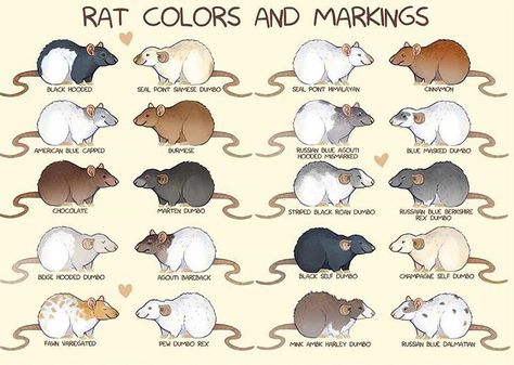 "Rat fur colors and markings."  Informative. It could come in handy some day (you never know). Types Of Rats, Rat Care, Dumbo Rat, Pet Rodents, Tier Tattoo, Baby Rats, Rat Toys, Rat Cage, Fancy Rat