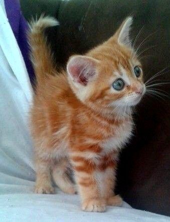 Cute Orange Kitten, Orange Kitten, Orange Kittens, Orange Tabby Cats, Orange Cats, Kittens And Puppies, Haiwan Peliharaan, Cat Aesthetic