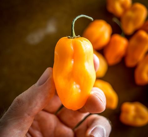 Habanero Pepper, Habanero Hot Sauce, Jalapeno Peppers, Habanero Peppers, Hottest Chili Pepper, Health Snacks, Hot Chili, Stuffed Jalapeno Peppers, Chili Pepper