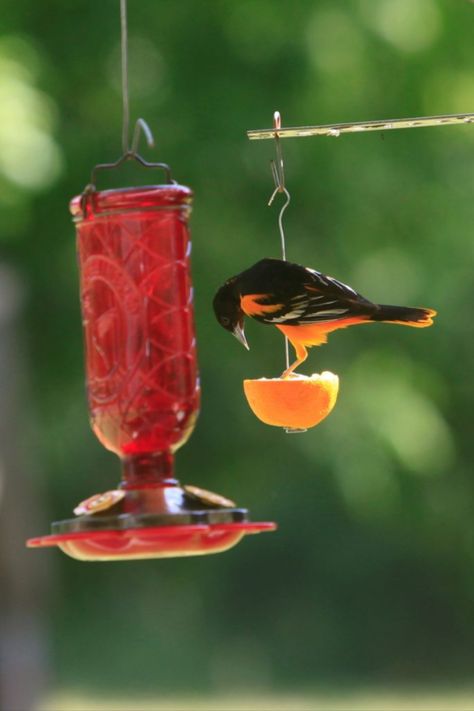 Oriole Nectar Recipe, Oriole Bird Feeders, Bird Feeder Station, Backyard Birds Feeders, Hummingbird Food, Oriole Bird, Hummingbird Nectar, Baltimore Oriole, What Is A Bird