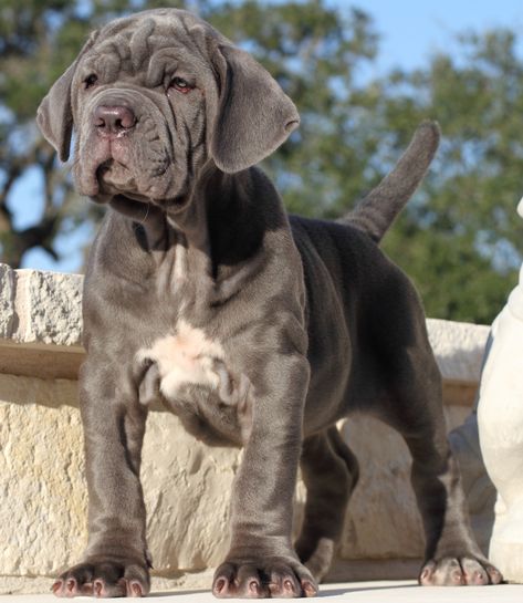 beautiful <3 neapolitan mastiff puppy <3 wanted one of these since always Mastiff Puppies For Sale, English Mastiff Dog, Mastiff Dog Breeds, English Mastiff Puppies, Neapolitan Mastiff, Neapolitan Mastiffs, Giant Dog Breeds, Mastiff Puppies, Dogs Stuff