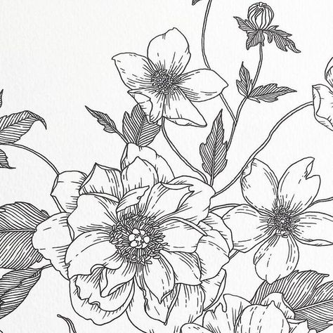 Karla Jodoin | Love Karla Designs on Instagram: "Peony, clematis + dog rose." Dog Rose, Clematis, Botanical Art, Botany, Peonies, Drawings, Dogs, On Instagram, Instagram