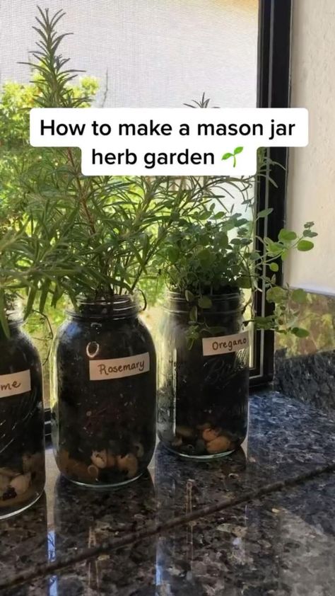 Jar Herb Garden, Mason Jar Herbs, Mason Jar Herb Garden, Kebun Herbal, Growing Herbs Indoors, Diy Herb Garden, Plant Care Houseplant, Indoor Vegetable Gardening, Vegetable Garden Diy