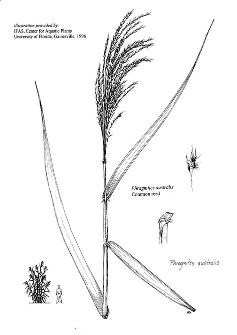 Phragmites australis - Common Reed Reed Grass Tattoo, Storage Cabinet Hack, Reed Drawing, Reed Painting, Reed Tattoo, Common Reed, Phragmites Australis, Wetland Plants, Diy Hidden Storage