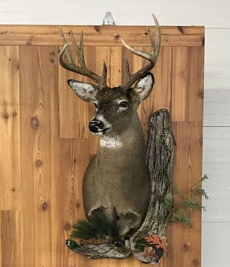 Different Deer Mounts, Whitetail Deer Mounts Taxidermy, Deer Taxidermy Mounts, Deer Mounts Ideas, Cool Deer Mounts, Mounted Deer Head Decor, Whitetail Taxidermy, European Deer Mount Ideas, Whitetail Mounts