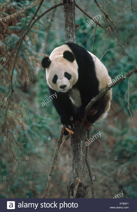 Download this stock image: Giant panda climbing tree in winter China - ATB3F1 from Alamy's library of millions of high resolution stock photos, illustrations and vectors. Panda Climbing, Tree In Winter, Giant Pandas, Christmas Card Inspiration, Giant Panda, Winter Trees, Nature Reserve, Card Inspiration, Panda Bear