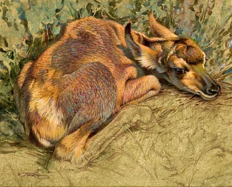 Ezra Tucker, Antelope Hunting, Pronghorn Antelope, Fantasy People, Wildlife Artwork, Nature Sketch, Science Illustration, Art Teaching, Animal Study