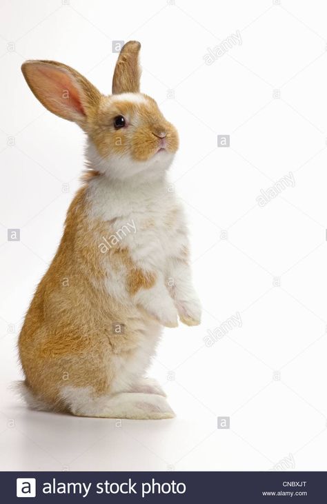 Rabbit Standing, Funny Wild Animals, Standing Rabbit, Bunny Book, Flower Frame Png, Rabbits Foot, Bunny Images, Bunny Tattoos, Rabbit Tattoos