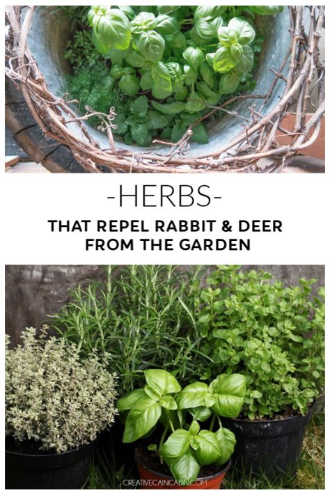 Herb Plants to Repel Deer and Rabbits from the Garden Natural Deer Repellant Plants, Deer And Rabbit Repellent, Deer Resistant Vegetables, Plants That Repel Deer And Rabbits, Deer Repellent Plants, Plants That Repel Deer, Deer Resistant Garden Design, Deer Repellant Plants, Rabbit Resistant Plants