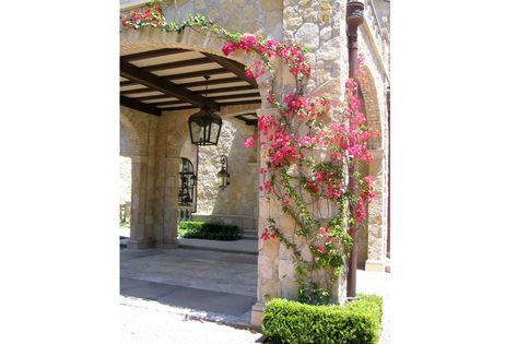 Bougainvillea Pergola Plants Rustic Mediterranean, Mediterranean Exterior, Architecture Garden, Climbing Flowers, Flowers Growing, Mediterranean Landscaping, Garden Vines, Mediterranean Design, Dry Creek