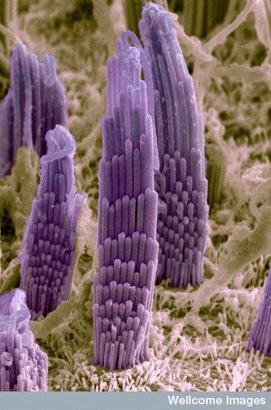 Electron Microscope Images, Scanning Electron Microscope, Foto Macro, Microscopic Photography, Micro Photography, Microscopic Images, Inner Ear, Electron Microscope, Purple Plants