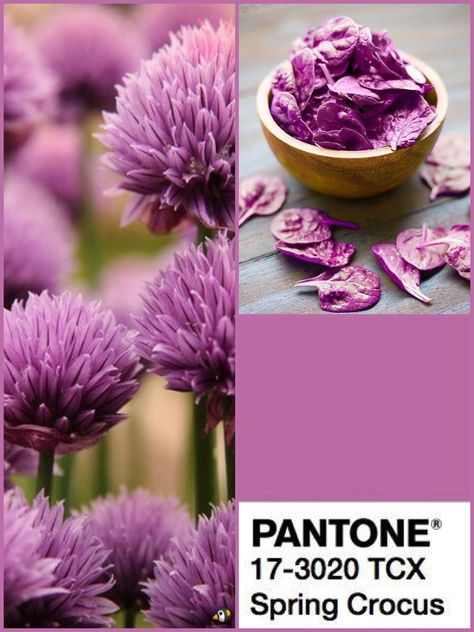 Spring crocus Spring Crocus, Colour Palate, Pantone Colours, Wedding Color Trends, Color Boards, Colour Splash, Aesthetic Color, Color Board, Pantone Colors