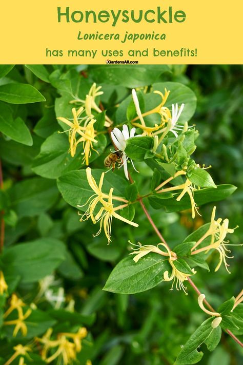 Honeysuckle Essential Oil, Native American Herbs, Medicinal Wild Plants, Medicinal Weeds, Herb Tinctures, Wild Foraging, Wild Food Foraging, Medicinal Herbs Garden, Edible Wild Plants