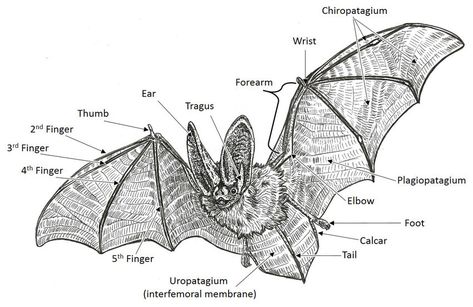 Bat Diagram, Bat Anatomy, Scientific Tattoo, General Anatomy, Bat Clip Art, Scientific Drawing, Bat Skeleton, Scientific Diagram, Skeleton Illustration