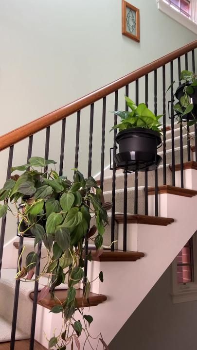 chicagogardener on TikTok Plants On Stairs Indoors, Plant Traps, Plant Stairs, American Living Room, Front Stairs, Plant Containers, Plant Parent, American Living, House Stairs