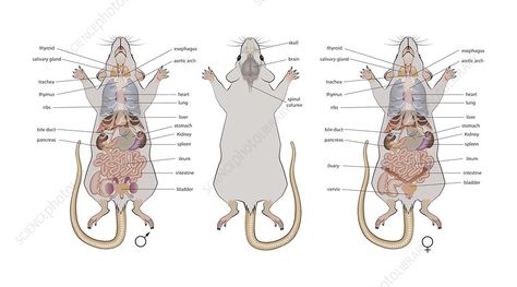 Mouse Anatomy, Anatomy Illustration, Library Website, Science Photos, Zoology, Male And Female, Photo Library, Wales England, Mice