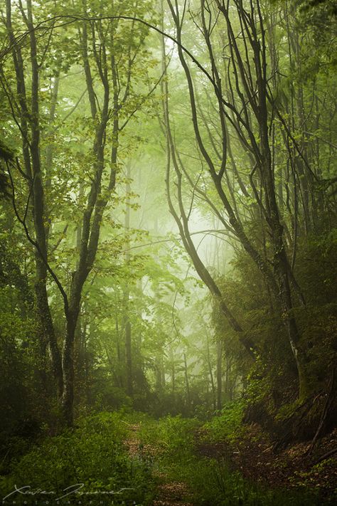 This is a Nature blog. Green Planet, Misty Forest, Nature Tree, Walk In The Woods, Tree Forest, Magical Forest, Enchanted Forest, Beautiful Tree, Beautiful World