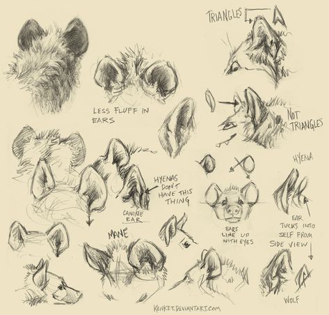 Perspective Architecture, Animal Studies, Canine Drawing, Animal Study, Types Of Animals, Anatomy Drawing, Animal Sketches, Arte Animal, Hyena