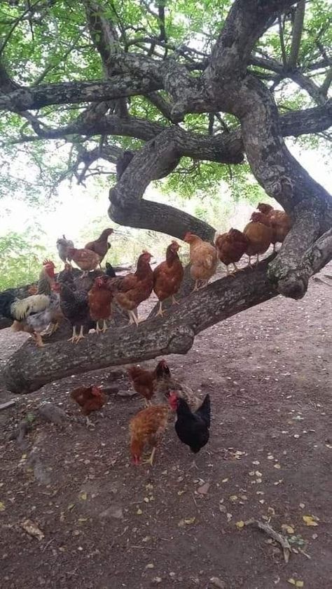 La Vida del Campo y sus Cultivos. 🍇🍓🍌 | Que les parece grupo 🌹🌹 | Facebook Chicken Coop Designs, Funny Prank Videos, Hens And Chicks, Funny Pranks, Chicken Coop, Farm Life, Coop, Animals Beautiful, Farm Animals