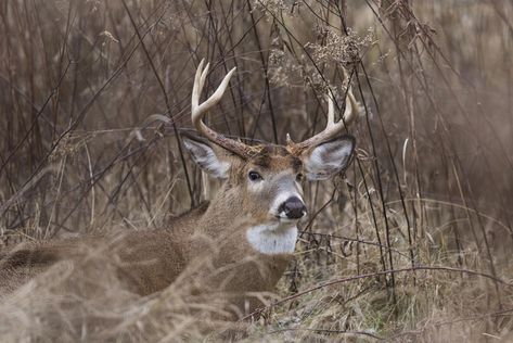 15 Places Big Bucks Bed That Deer Hunters Should Hunt | Realtree Camo Bow Hunting Tips, Whitetail Deer Pictures, Bow Hunting Deer, Whitetail Hunting, Whitetail Deer Hunting, Deer Hunting Tips, Types Of Hunting, Bow Hunter, Deer Pictures