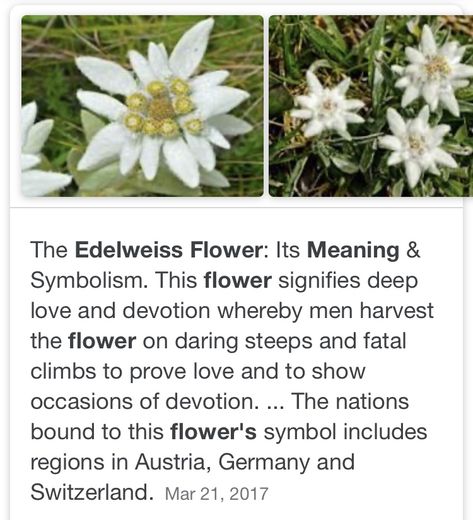 Plant Meanings, Flower Meanings, Writing Inspiration Prompts, Nothing But Flowers, Language Of Flowers, Pretty Plants, The More You Know, Types Of Flowers, Flowers Nature