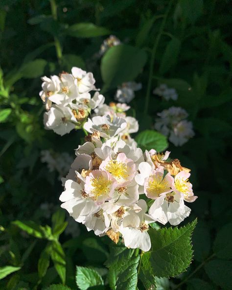 Multiflora Rose (Rosa multiflora) 🤍 Edible, medicinal, and magickal! ✨ I often think of Roses as the healers healer. So many of us give all we can to others and Rose reminds us to give back to ourselves. Delicate and comforting with a prickly reminder to have clear boundaries, Rose shows us the balance of give and receive. 😊 • • �• 🌹Traditional magickal correspondences: love, lust, fertility, healing, comforting, uplifting, and restoration. Multiflora Rose, Magickal Correspondences, Clear Boundaries, Give And Receive, Give Back, The Balance, Fertility, Boundaries, Roses