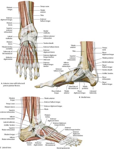 Legs Anatomy, Ankle Rehab, Ankle Anatomy, Drawings Of People, Foot Anatomy, Gross Anatomy, Basic Anatomy And Physiology, Pin Box, Human Body Anatomy