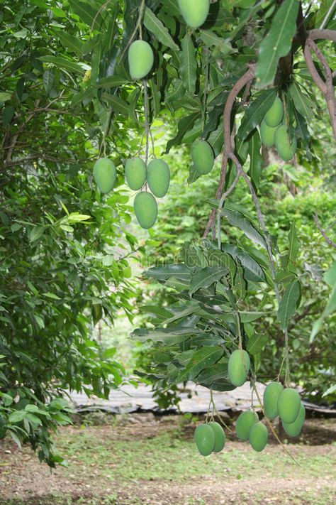 Mango Background Aesthetic, Mango Tree Photography, Mango Tree Images, Mango Orchard, Wallpaper Tree Of Life, Mango Background, Tree Of Life Tattoo Design, Mango Images, Salsa Mango