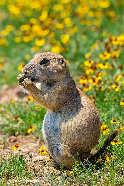 Praire Dogs, Prairie Du Chien Wisconsin, Black Tailed Prairie Dog, Prairie Dogs As Pets, Oklahoma Wildlife, Big Ounce Prairie Dog, Wichita Mountains, Prairie Dog, Wildlife Photos