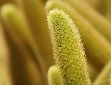 Golden Rat Tail Cactus Guide: How to Care for “Cleistocactus Winteri” Golden Rat Tail Cactus, Rat Tail Cactus, How To Water Succulents, Zone 9, Rooting Hormone, Cactus Care, Cactus Types, Light Colored Wood, Fast Growing Plants