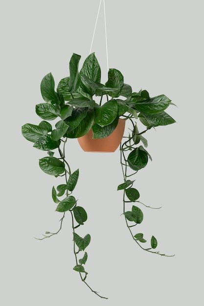 Plants Indoor Decoration, Tropical Plants Indoor, Epipremnum Aureum, Pothos Plant, Indoor Decoration, Burlap Pillows, House Plants Decor, Low Maintenance Plants, Hanging Photos