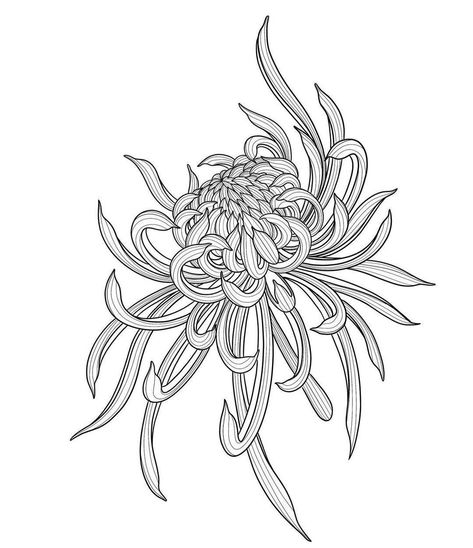 Black Chrysanthemum Tattoo Design, Chrysanthemum Vine Tattoo, Chrysanthemum Wrist Tattoo, Crystanthium Flower Tattoo, Chrysanthemum Tattoo Stencil, Japanese Chrysanthemum Tattoo Design, Red Chrysanthemum Tattoo, Chrisantemum Tattoo, Elbow Flower Tattoos