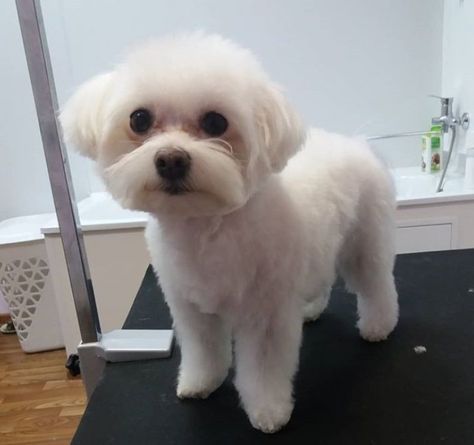 30 Best Maltese Haircuts for Dog Lovers | The Paws Maltese Dogs Grooming, Maltese Puppy Cut, Maltese Haircuts, Maltese Dogs Haircuts, Maltipoo Haircuts, Maltese Haircut, Maltese Breed, Puppy Haircut, Yorkie Haircuts