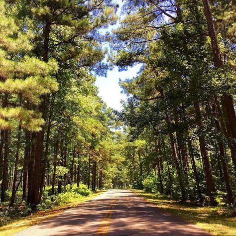 Happy Friday from the Forest! Enjoy the weekend y'all!  Photo of Atlanta State Park  In NE Texas by Dale Blasingame @daleblasingame for @instagramtexas. #texas #easttexas #pineywoods #texasforesttrail Texas Forest, Texas State Parks, Only In Texas, Enjoy The Weekend, Texas Photo, Forest Trail, East Texas, Nature View, Beautiful Places To Travel