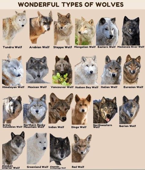 Wolf Pack Ranks, Wolf Symbolism, Animal Infographic, Geography Map, Wolf Quotes, Can Dogs Eat, Animal Facts, Wolf Pack, Wolf Art