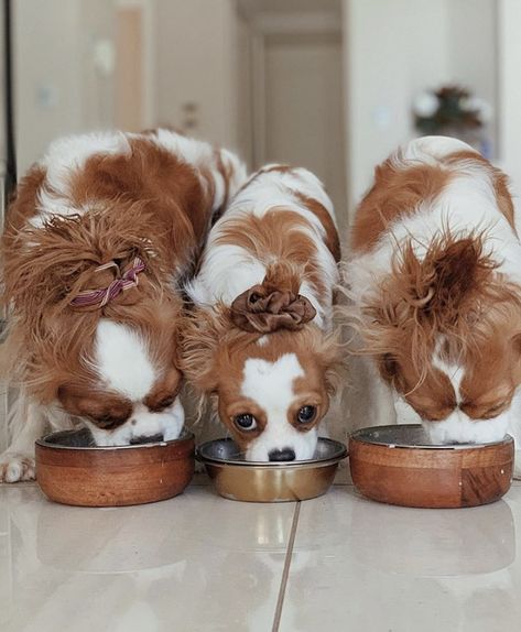 Mini Cavalier King Charles Spaniel, Cavalier Spaniel Puppy, Cavalier King Spaniel, King Spaniel, King Charles Puppy, Cavalier King Charles Dog, King Charles Dog, Cavalier Spaniel, King Charles Cavalier Spaniel Puppy